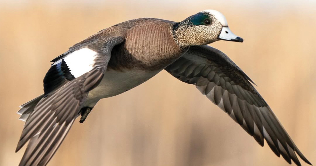 Wigeon_Phil Kahnke1.jpg